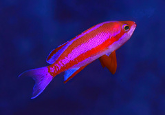 Pseudanthias randalli