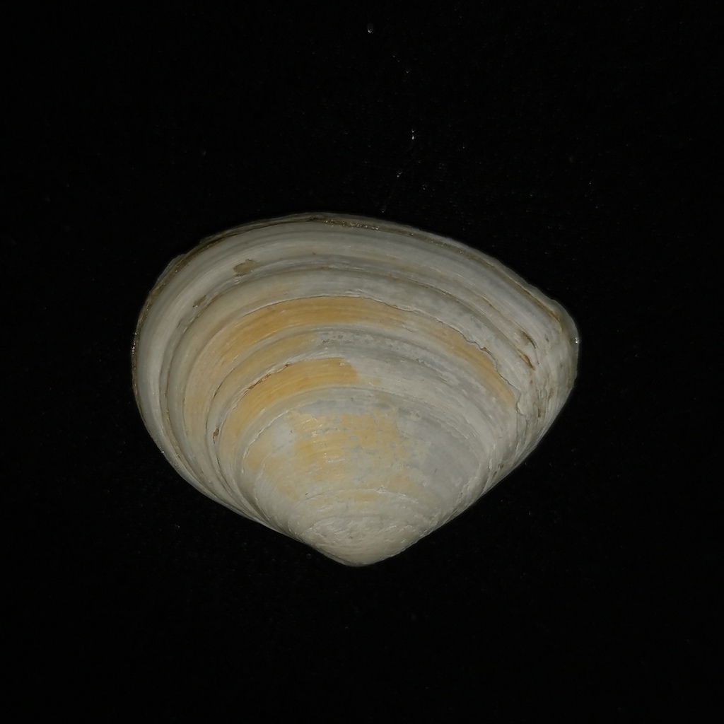 Macoma tokyoensis