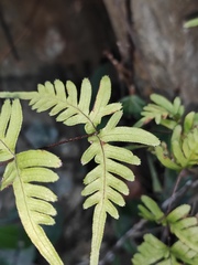 Pteris semipinnata