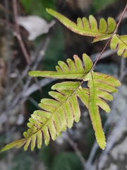 Pteris semipinnata