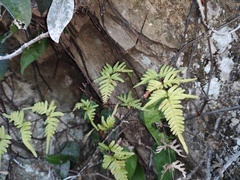 Pteris semipinnata