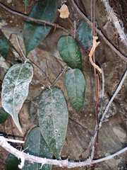 Ficus sarmentosa henryi