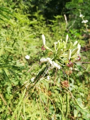 Cleome
