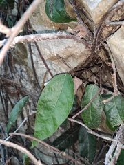 Ficus sarmentosa henryi