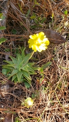 Pinguicula lutea