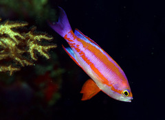 Pseudanthias randalli