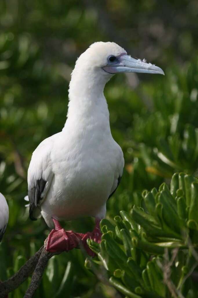 Redfooted Booby (Birds of the British Indian Ocean Territory