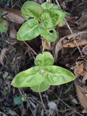 Lysimachia alfredii