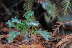 Golovinomyces fischeri