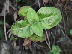 Lysimachia alfredii