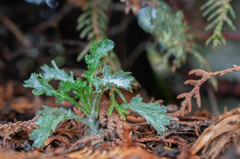 Golovinomyces fischeri