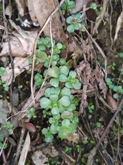 Sedum emarginatum