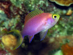 Pseudanthias randalli