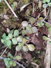 Sedum emarginatum