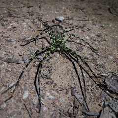 Heteropoda boiei