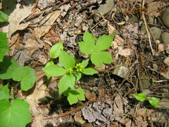 Ranunculus recurvatus