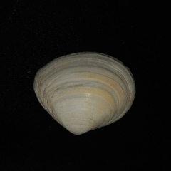 Macoma tokyoensis