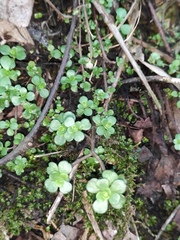 Sedum emarginatum