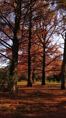 Taxodium distichum