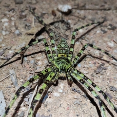 Heteropoda boiei