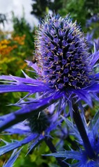 Eryngium planum