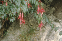 Fuchsia magellanica