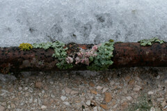 Laetisaria lichenicola