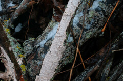 Corticium roseum