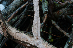 Corticium roseum