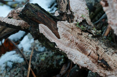 Corticium roseum
