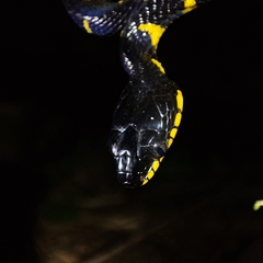 Boiga melanota