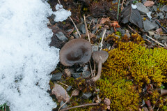 Pseudoclitocybe obbata