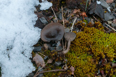Pseudoclitocybe obbata