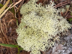 Cladonia evansii