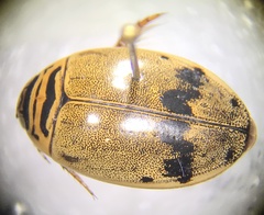 Thermonectus nigrofasciatus