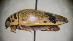 Thermonectus nigrofasciatus