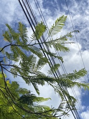 Delonix regia