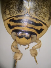 Thermonectus nigrofasciatus