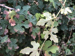 Vitis ficifolia