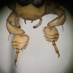Thermonectus nigrofasciatus
