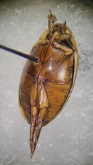 Thermonectus nigrofasciatus
