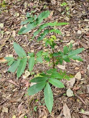 Pometia pinnata