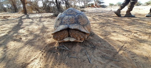 Leopard Tortoise