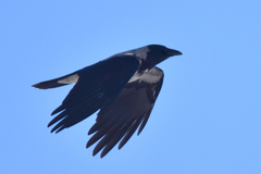 Corvus cornix sharpii