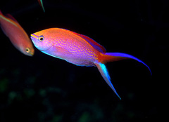 Pyronotanthias smithvanizi