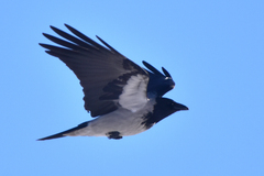Corvus cornix sharpii