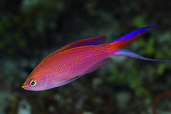 Pyronotanthias smithvanizi