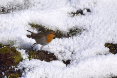 Erithacus rubecula tataricus
