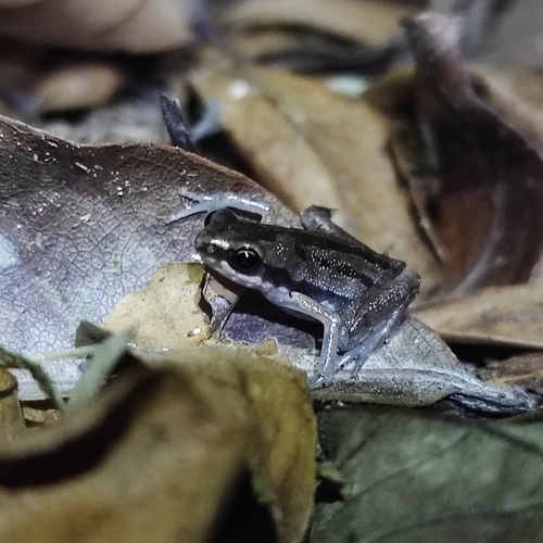 Lineated Pygmy Frog, Micryletta lineata