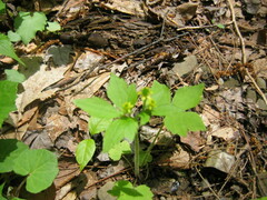 Ranunculus recurvatus